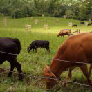 agroforst-kuehe.jpg