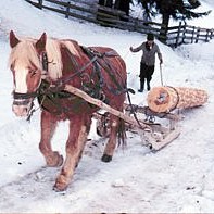 apuseni-pferd.jpg