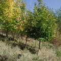 depo-schweinerain-bestand.jpg