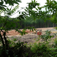 edelkastanie-baustelle.jpg