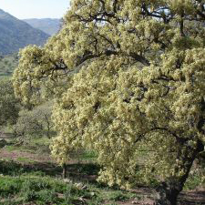 eiche-lesvos.jpg