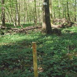 fowara-dietenbach.jpg