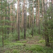kiefernwald-olau.jpg