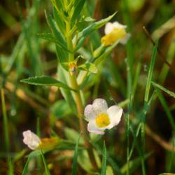 lp-polje-gratiola.jpg
