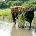 luxemburg-grazing.jpg
