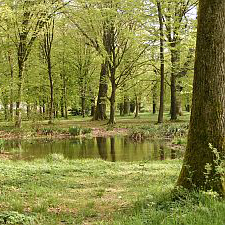 moeslepark-kroetenweiher.jpg