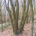 niederwald-leiste.jpg