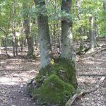 niederwald-zwiesel.jpg