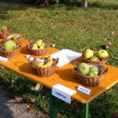 obstsorten.jpg