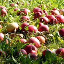 obstsorten1.jpg