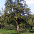 obstsorten2.jpg