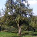 obstsorten2.jpg