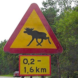 offenland-elch.jpg