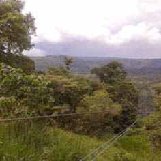rainforest-ecuador1.jpg
