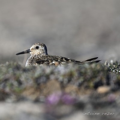 sanderling.jpg