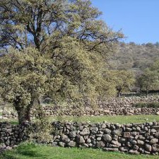 terrassen-lesvos.jpg