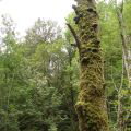 totholz-schwalb.jpg