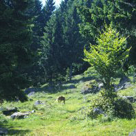 waldkultur-pferdimwald.jpg