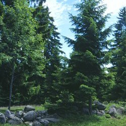 waldkultur-weidemitmauer.jpg