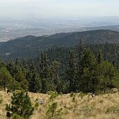 waldqualitaet-mexico.jpg