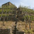 weinberge4.jpg