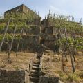 weinberge4.jpg