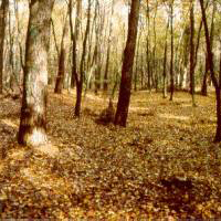 woelbaecker.jpg